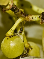 Grapes - close-up